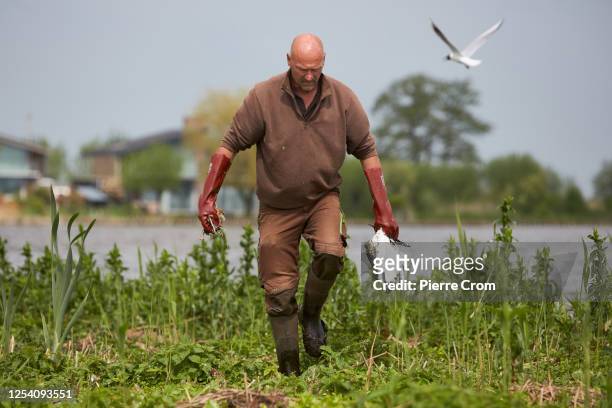 Wilco van Roon and Heidi Looy of nature organisation Natuurlijkheidi collect 120 dead seagulls on the islands of S' Gravenbroek lake on May 12, 2023...