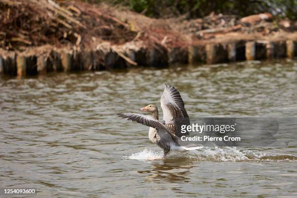 Goose is seen as Wilco van Roon and Heidi Looy of nature organisation Natuurlijkheidi collect 120 dead seagulls on the islands of S' Gravenbroek lake...
