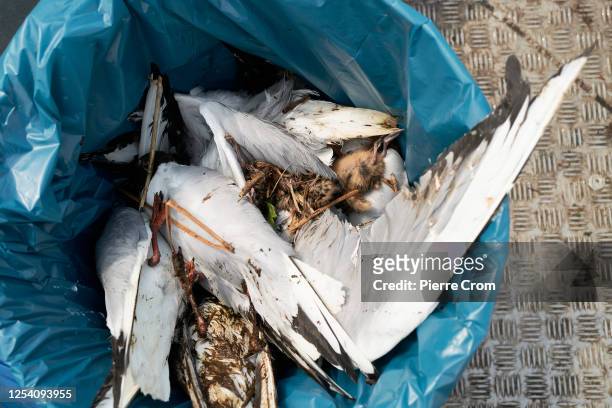 Dead seagulls are seen as Wilco van Roon and Heidi Looy of nature organisation Natuurlijkheidi collect 120 dead seagulls on the islands of S'...