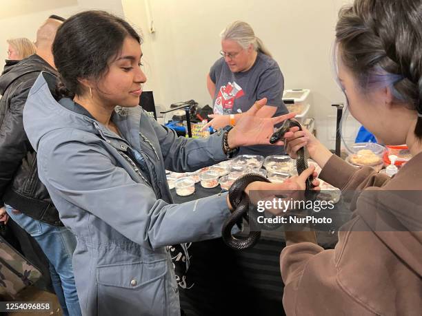 Woman holds a Mexican black kingsnake during the Exotic Reptile Breeders Expo in Mississauga, Ontario, Canada, on May 07, 2023.
