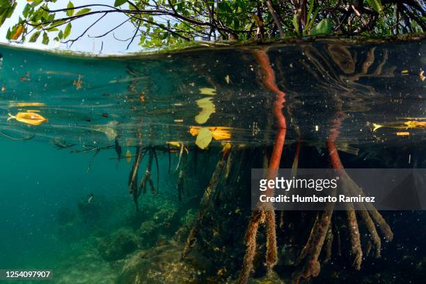 mangrove roots. - ecosistema fotografías e imágenes de stock