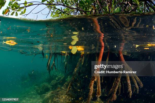 mangrove roots. - lagoon forest stock pictures, royalty-free photos & images