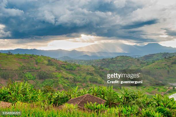 afican fields - green farmland in the heart of africa - uganda stock pictures, royalty-free photos & images