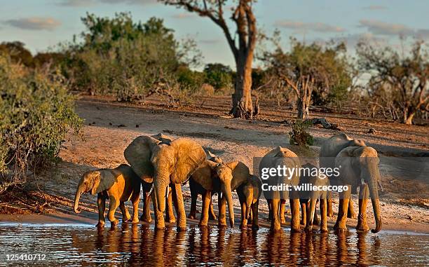 elephants drinkg on chobe river, late afternoon - botswana bildbanksfoton och bilder