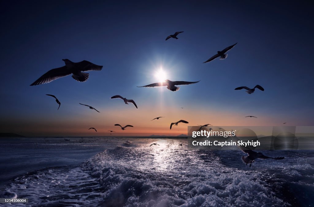 Flying seagull.