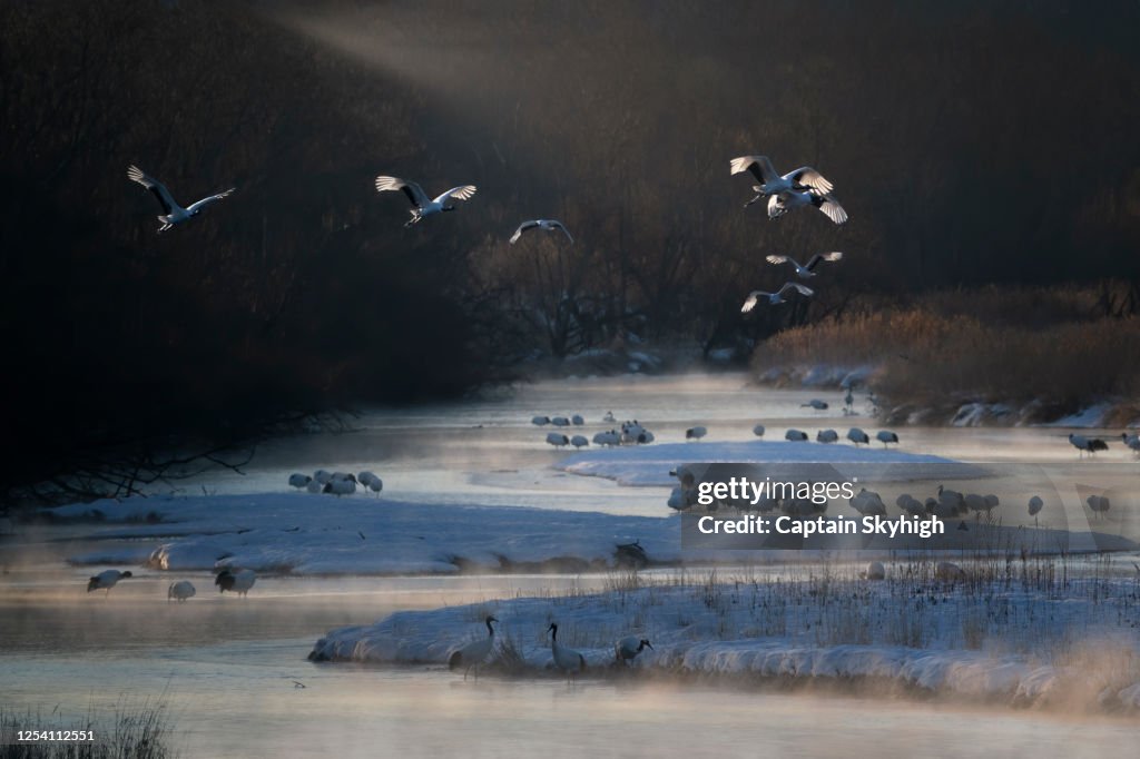 Flying Japanese Crane