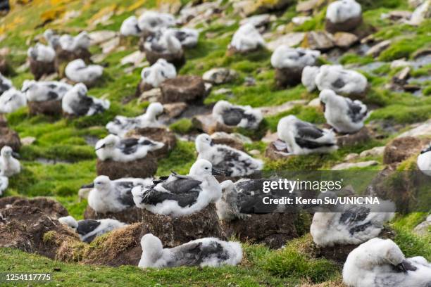 black-browed albatross colony, chicks sitting on nest - albatross chick stock pictures, royalty-free photos & images