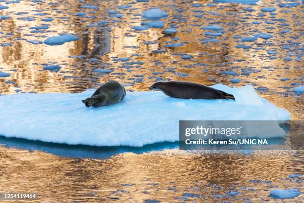 crabeater seals on floating ice in south atlantic ocean, antarctica - océano atlántico sur fotografías e imágenes de stock