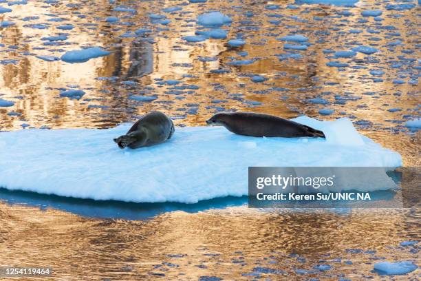 crabeater seals on floating ice in south atlantic ocean, antarctica - south atlantic ocean stock pictures, royalty-free photos & images