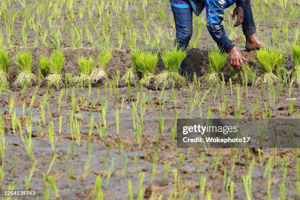 rice paddy seeding - espalhar imagens e fotografias de stock