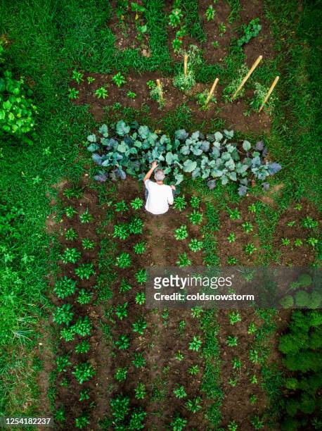 aerial top down view of man working in vegetable garden - garden stock pictures, royalty-free photos & images