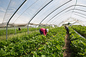 female seasonal worker pick strawberries in the tunnel at the start of the harvest