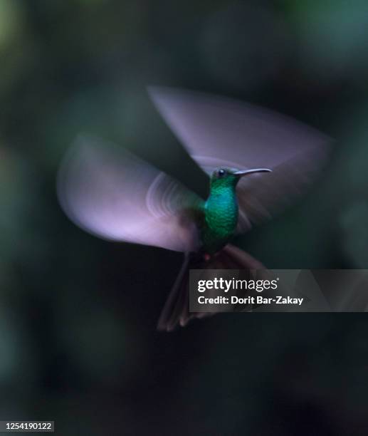 bronze-tailed plumeleteer or red-footed plumeleteer (chalybura urochrysia subspecies c. u. melanorrhoa) - red footed plumeleteer stock pictures, royalty-free photos & images