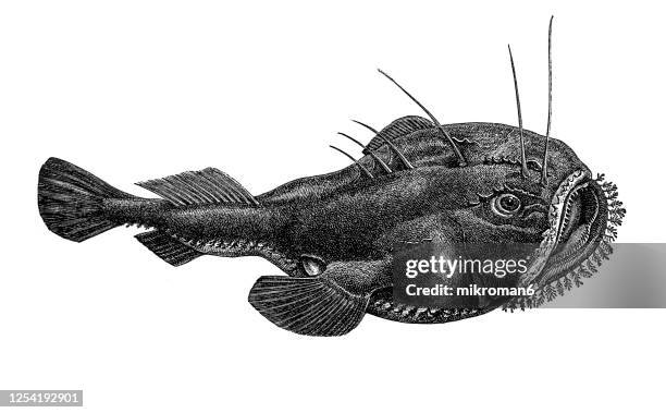 old engraved illustration of angler fish, ichthyology - anglerfish stock pictures, royalty-free photos & images