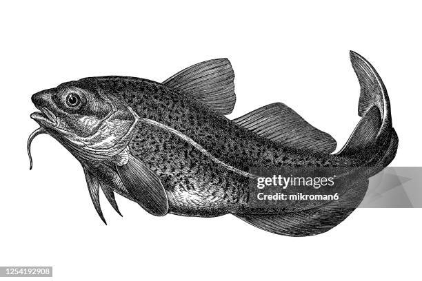 old engraved illustration of the atlantic cod, ichthyology - cod stock pictures, royalty-free photos & images