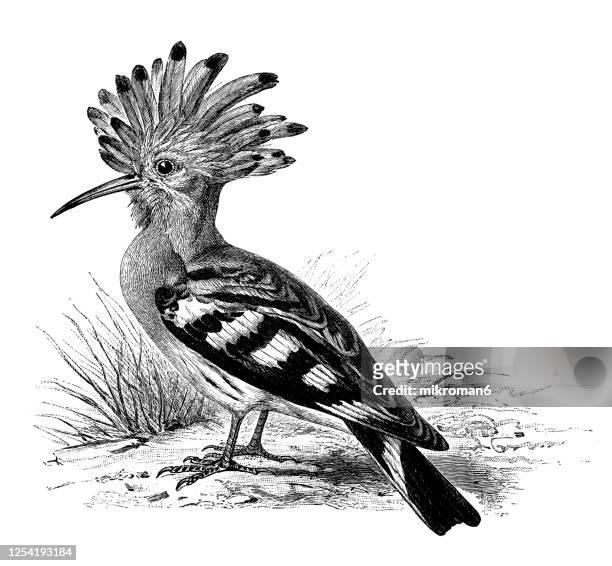 old engraved illustration of the eurasian hoopoe, ornithology - tree-climbing bird - abubilla fotografías e imágenes de stock