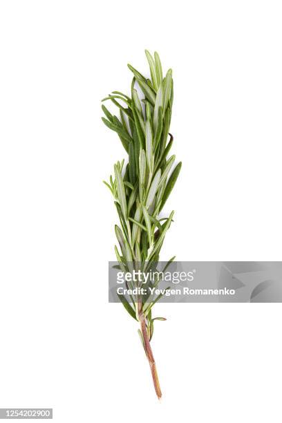 rosemary isolated on white background - herb stock pictures, royalty-free photos & images
