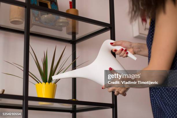 watering the plant - dracaena houseplant stock pictures, royalty-free photos & images