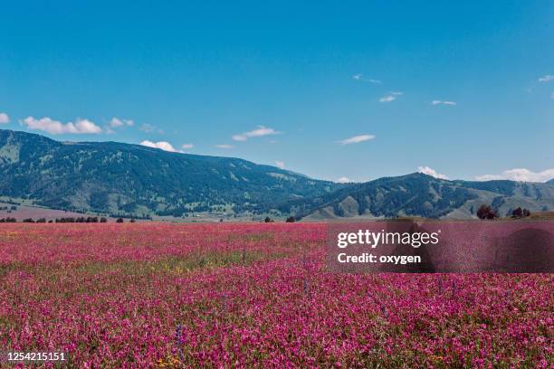 blooming pink flowers landscape in meadow field sunny day with clouds in altai, uimon valley, russia - montagnes altaï photos et images de collection