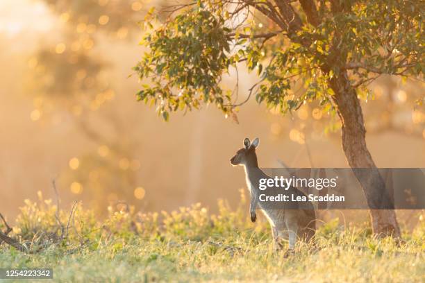 kangaroo at sunrise - grass area stock pictures, royalty-free photos & images