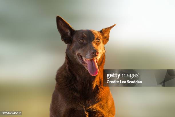 red dog - australian kelpie fotografías e imágenes de stock