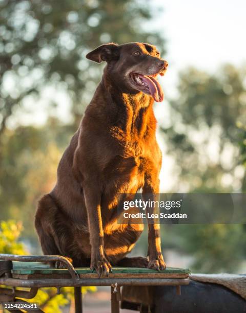 red dog - australian kelpie 個照片及圖片檔