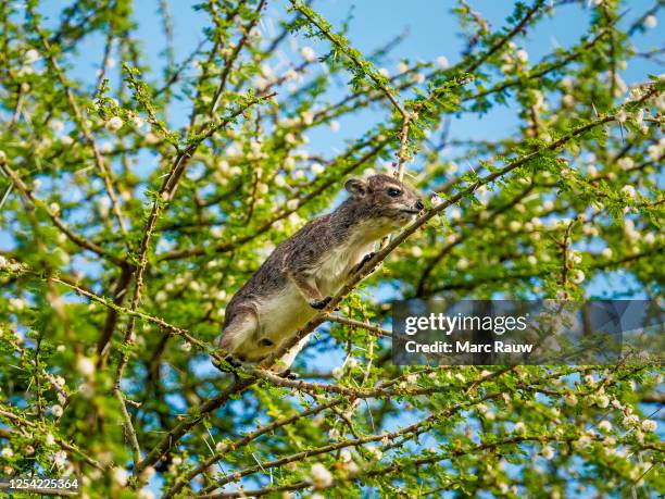tree hyrax searching for food in a thorny tree in tarangire national park, tanzania, africa - tree hyrax stock pictures, royalty-free photos & images
