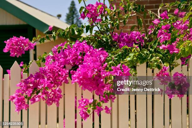 pink bougainvillea - bougainville stockfoto's en -beelden