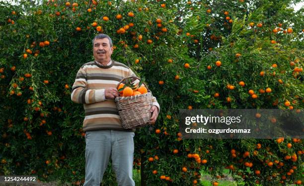 farmer working in an orange tree field - povo turco imagens e fotografias de stock