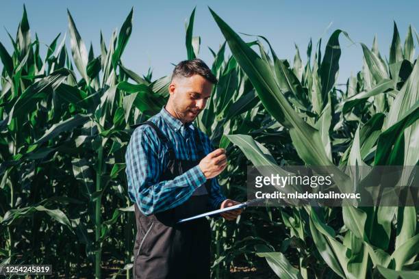 young adult male farmer in the corn field - agronomist stock pictures, royalty-free photos & images