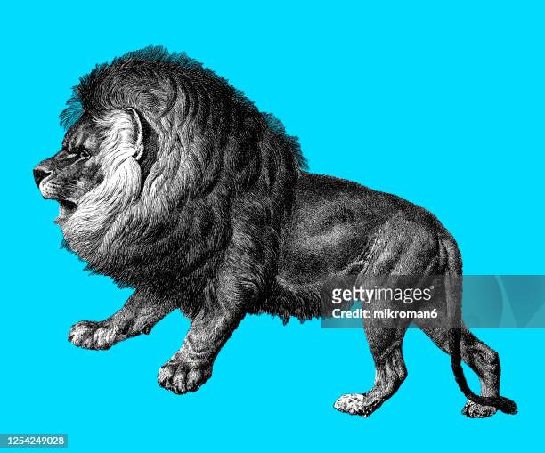 116 Lion Mouth Drawing Photos and Premium High Res Pictures - Getty Images