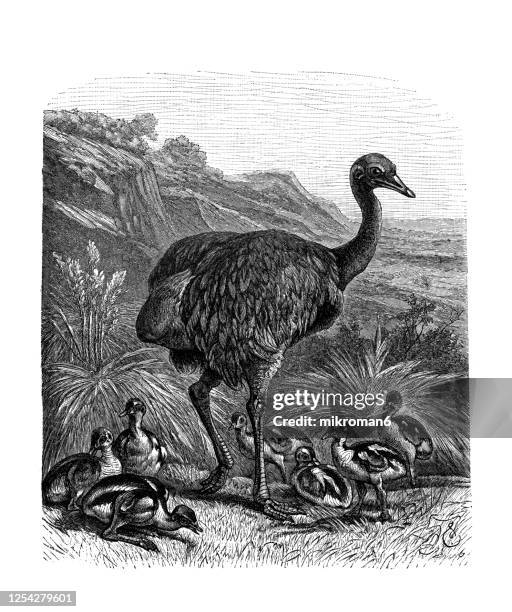 Flightless Rhea Rhea Flightless Bird Photos and Premium High Res Pictures - Getty Images