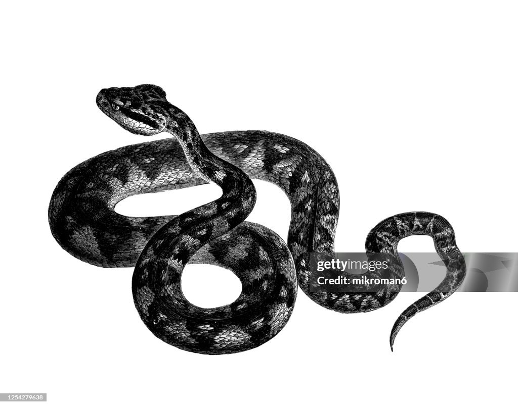 Old engraved illustration of The Lachesis muta viper