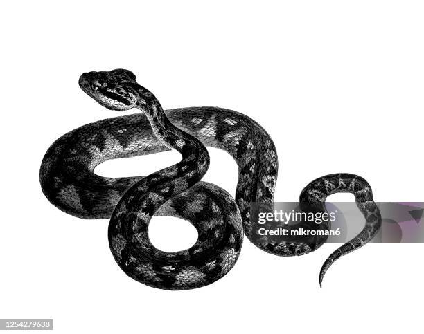 old engraved illustration of the lachesis muta viper - cobra stock pictures, royalty-free photos & images