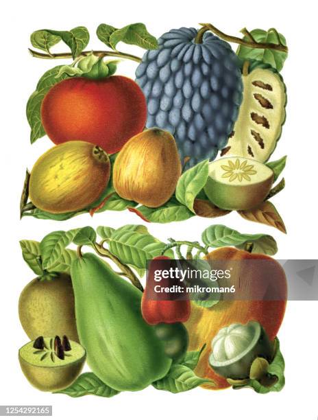 old engraved illustration of a tropical fruits - cashew illustration stock pictures, royalty-free photos & images