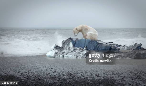 polar bear on the floe - global warming stock pictures, royalty-free photos & images