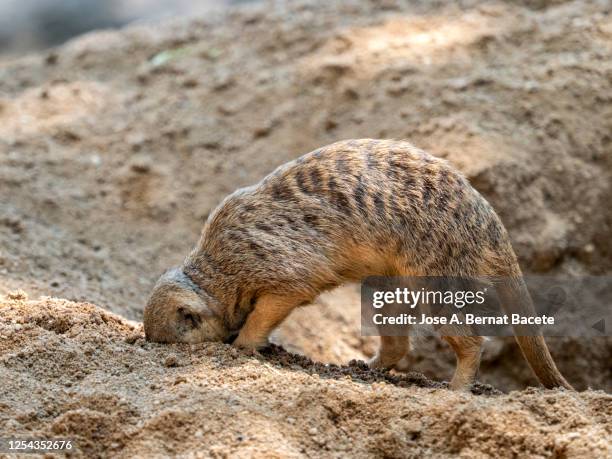 meerkat (suricata suricatta), digging a hole in the sand. - meerkat stock pictures, royalty-free photos & images