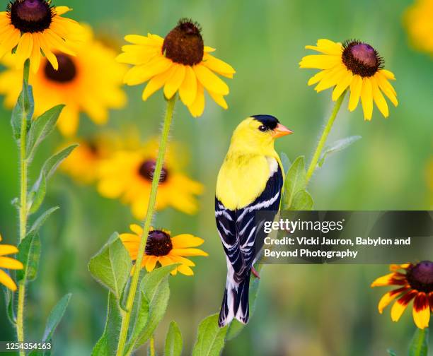 american goldfinch in yellow daisies at audubon, pennsylvania - carduelis carduelis stock pictures, royalty-free photos & images