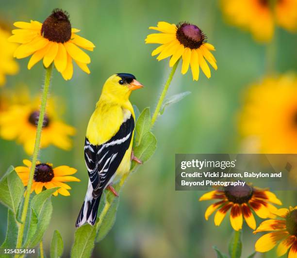 goldfinch in yellow daisies at audubon, pennsylvania - black eyed susan stockfoto's en -beelden