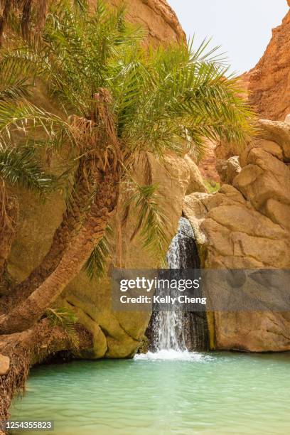 oasis chebika in tamerza, tunisia - desert oasis stock pictures, royalty-free photos & images