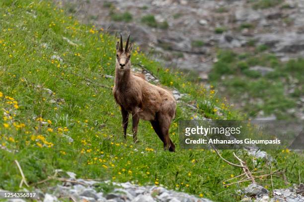 Wild goats Ricapra rupicapra balcanica near Spilios Agapitos refuge on July 04, 2020 in Olympus National Park, Greece. .