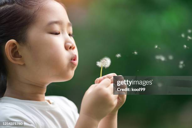 child blowing away dandelion - dandelion wind stock pictures, royalty-free photos & images