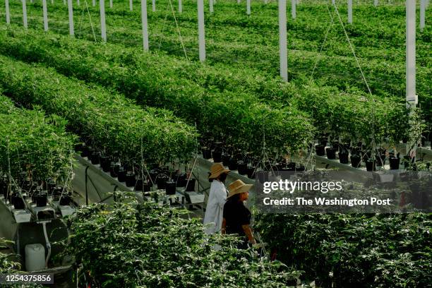 Large amounts and endless rows of marijuana crop stand ready to be harvested at Glass House Farms in Camarillo, CA on February 09, 2023. The Cannabis...