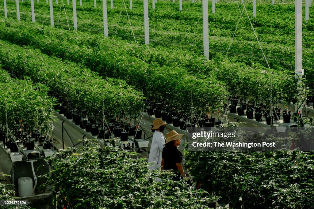 CAMARILLO, CA FEBRUARY 09: Large amounts and endless rows of ma