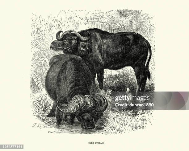 非洲水牛或海角水牛 - african buffalo 幅插畫檔、美工圖案、卡通及圖標