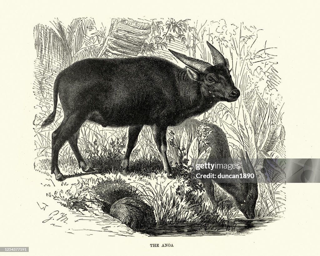 Anoa, or midget buffalo, Indonesia