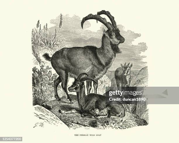 bezoar ibex or persian wild goat (capra aegagrus aegagrus) - middle eastern pattern stock illustrations
