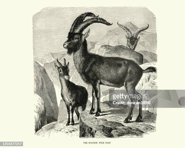 ilustraciones, imágenes clip art, dibujos animados e iconos de stock de ibex ibérico, cabra silvestre española, (capra pyrenaica) - cabra montés americana