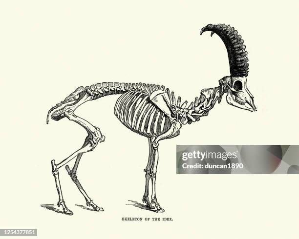 Goat Rib Cage 301 Animal Rib Cage High Res Illustrations - Getty Images