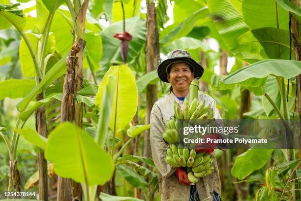 asian woman farmer bearing green banana in farm. agriculture concept. - bananenplantage stock-fotos und bilder